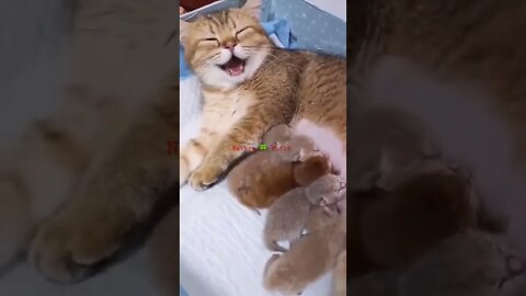 ये बिल्ली इतना क्यों हस रही है🤣Why is this cat laughing so much👈