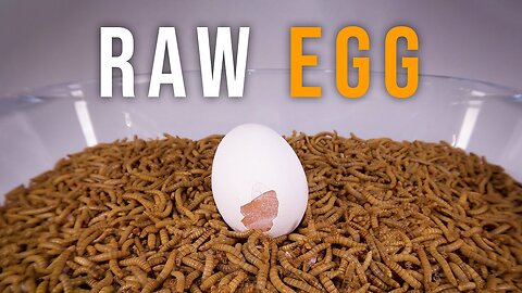 10 000 Mealworms vs. RAW EGG