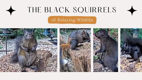 Meet the Black Squirrels of Relaxing Wildlife