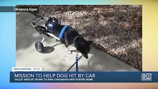 Partially paralyzed dog hit by car in need of help