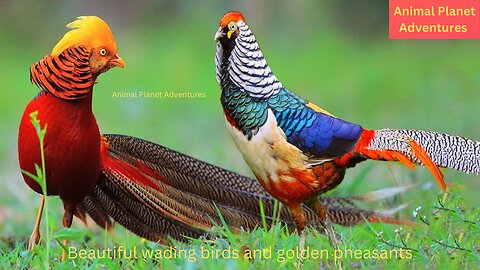 Beautiful wading birds and golden pheasants