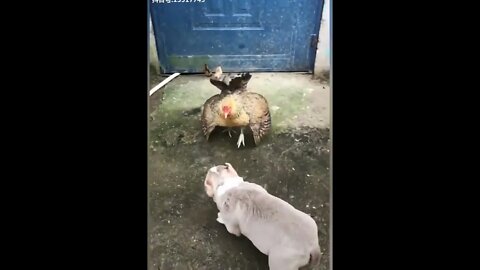 Chicken VS Dog Fight pt.3