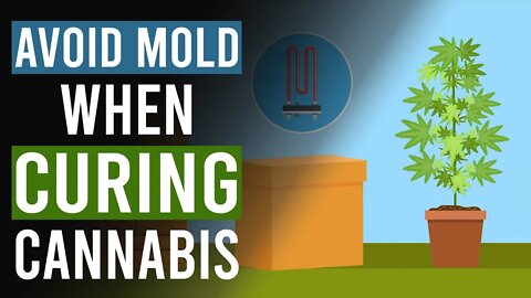 How to Avoid MOLD when Drying & Curing CANNABIS!