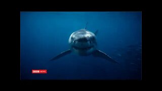 Brasileiros estão chocados porque comem tubarão sem saber