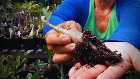 A Diferença Entre a Mudinha de Rosa do deserto Saudável e Mudinha com Podridão