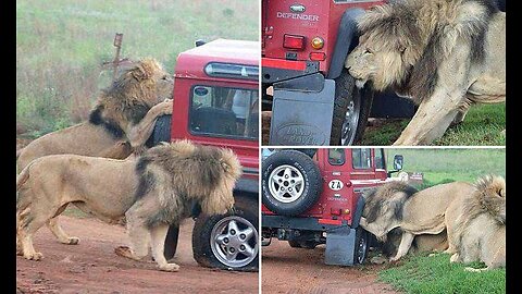 Why Do Lion Not Attack When you Are In Safari Vehicle? The Answer Will Make You Surprise!