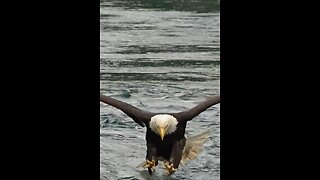 #Eagle hunting the fishing in river