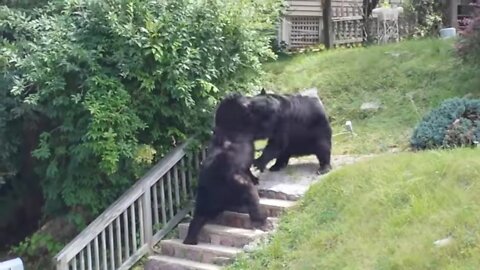 Bear Fight in Rockaway - 2 male black bears take it to the streets in NJ