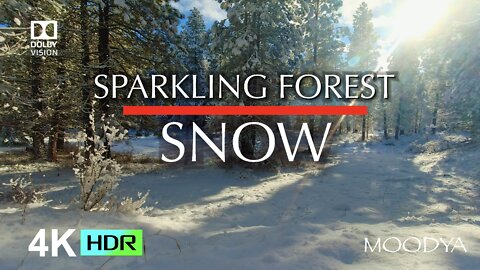 4K HDR Nature Video - Sparkling Forest Snow - Brighten Your Mood & Concentration