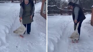 Happy goose gets so excited to see his favorite human