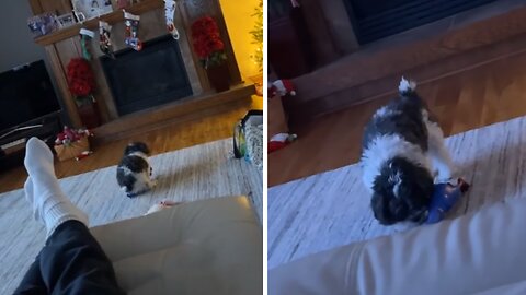 Dog Hilarious "Exercises" With Squeaky Toy