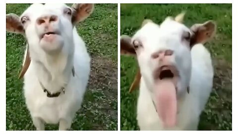 The funny goat showed her tongue 😂👅