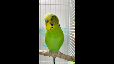 My Budgie Singing🎶