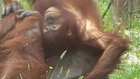 Unusual friendship between orangutan father and daughter