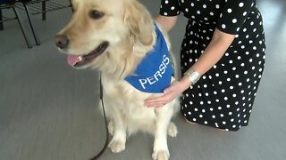 Green Country dog helps ease victims' pain