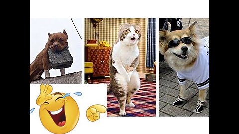 Hilarious Troll Prank: Dog's Epic Reactions to Fake Lion, Fake Tiger, and Huge Box Prank!