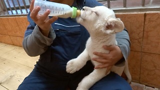 Bottle feeding white lion cubs at the Belgrade Zoo