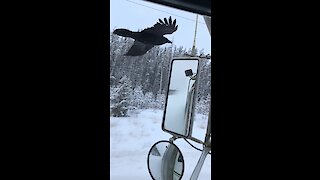 Raven Spots Favorite Truck Driver, Follows Him To Next Location