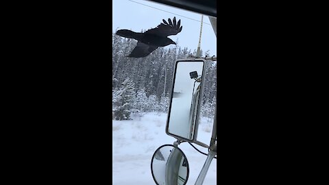 Raven Spots Favorite Truck Driver, Follows Him To Next Location