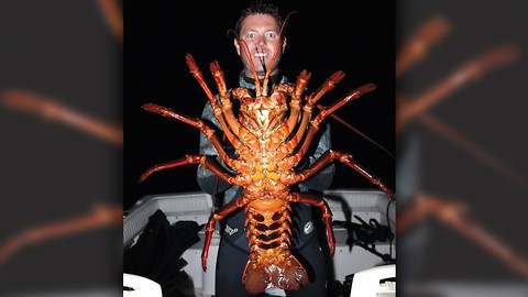 Giant Lobster: Biologist Discovers 70-Year-Old Crustacean