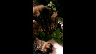 Fritz and Dark Eyes adventures in catnip