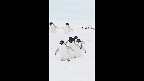 Funny Penguin 😅😍