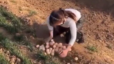 Woman Touches Peacock Eggs And Finds Out