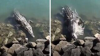 A Pigeon Met An Unfortunate End At The Jaws Of A Crocodile | Nature