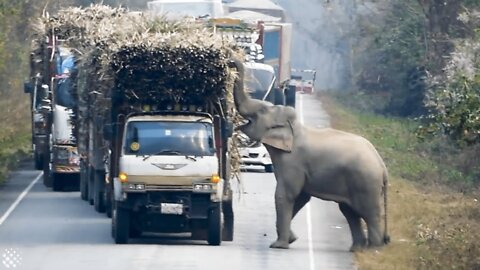 Elephant Blocks Trucks To Steal Bundles Of Sugar Cane From Them