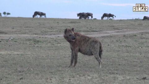 Hyena Clan In The Morning | Maasai Mara Safari | Zebra Plains