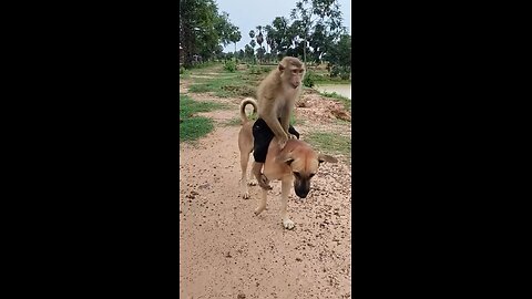 Dog and Monkey Funny Comedy entertainment videos 😁😂😂😂