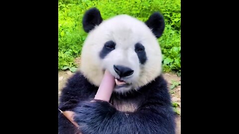 Baby Panda Eats Bamboo