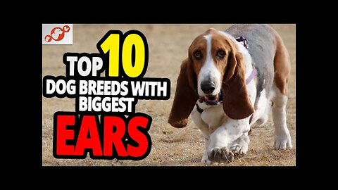 🐕 Dogs With The Biggest Ears - TOP 10 Dog Breeds With The Biggest Ears In The World!