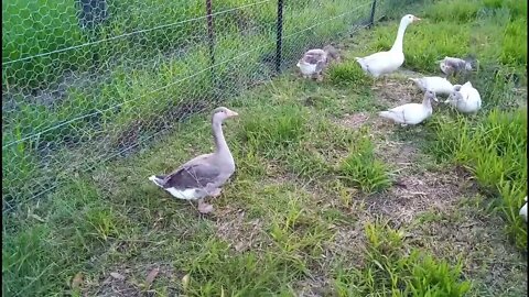 Muscovy crosses, Muscovy and Geese, some nice colours