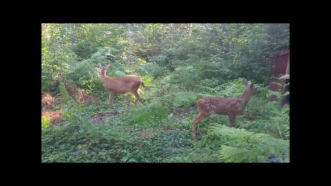 Mamma and Baby Deer Nomming Away At My Forest