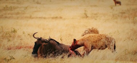Two hyenas hunt horned cattle at the same time