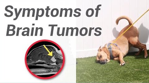 Symptoms of Brain Tumors in Dogs