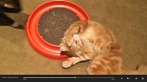 Cat gets video bombed by another cat while playing with catnip toy