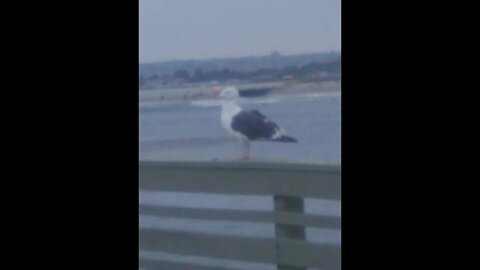 Seagull standing still on the Ocean Beach Pier