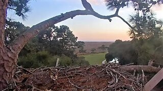 Great Horned Owls Mating, Conversation, and Nestorations 🦉 1/13/22 17:35