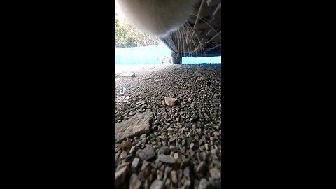 Cat Chase in POV Mode