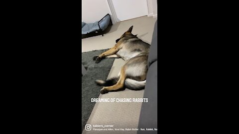 German Shepherd has the cutest dreams