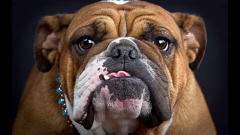 8 Cool Facts About English Bulldogs
