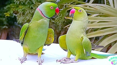 Amazing Parrots Special Collection