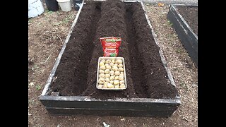 Second Potato Planting zone 5. 6/27/23