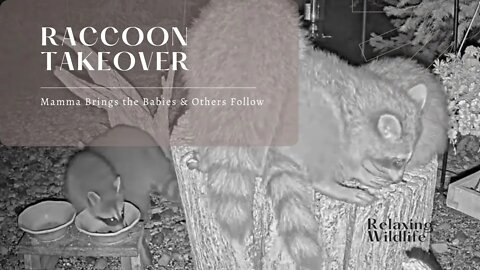 A Raccoon Takeover! Feeders Get Flooded with Raccoons on the Night Cam