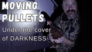Undercover Coop: Launching a Nighttime Operation for Pullet Integration Success