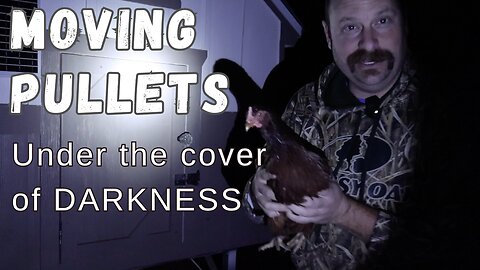 Undercover Coop: Launching a Nighttime Operation for Pullet Integration Success