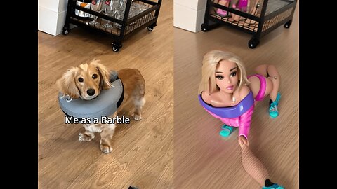 WORLD BEST FUNNIEST🤣 Dog vs men 🤣 funny video> Don't Try Laughing 🤣 clips