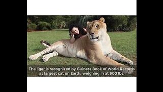 9 Of The World's Biggest Animals